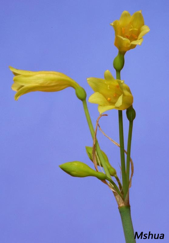 Cyrtanthus eucallus.jpg