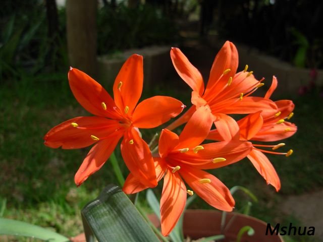 Cyrtanthus montanus2.jpg