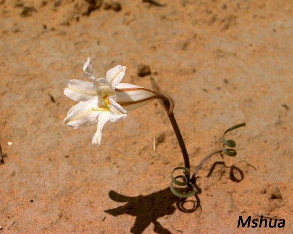 Cyrtanthus helictus2.jpg