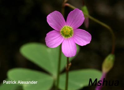 Oxalis alpina.jpg
