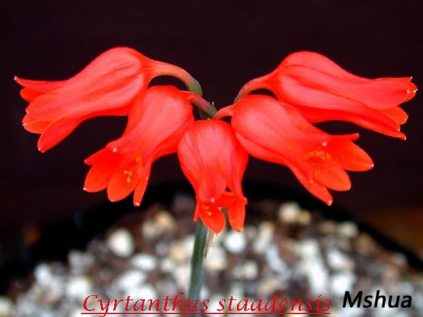 Cyrtanthus staadensis2.jpg