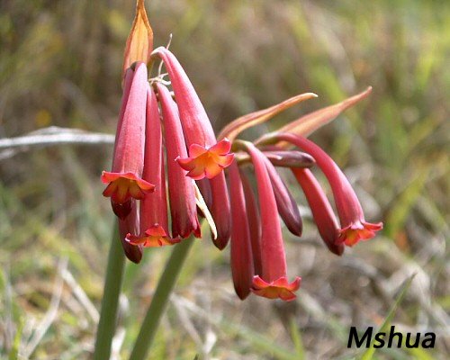 Cyrtanthus suaveolens2.jpg