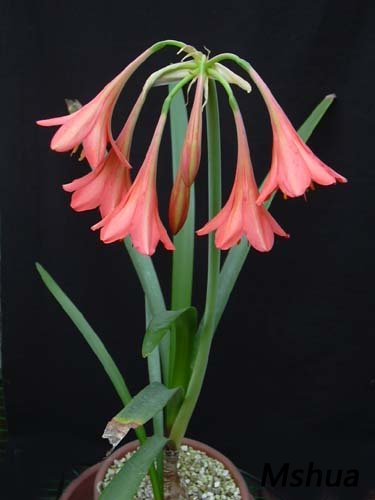 Cyrtanthus falcatus2.jpg