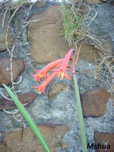Cyrtanthus angustifolius2.jpg