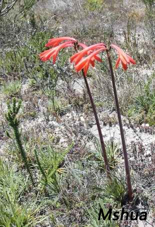 Cyrtanthus fergusoniae2.jpg