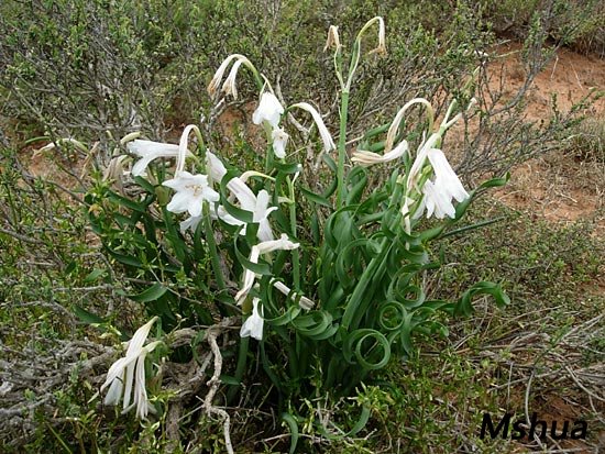 Cyrtanthus smithiae3.jpg