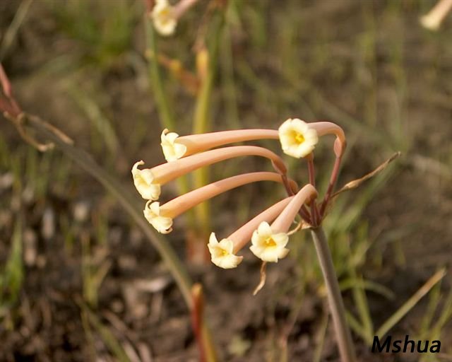 Cyrtanthus mackenii ssp. cooperi.jpg