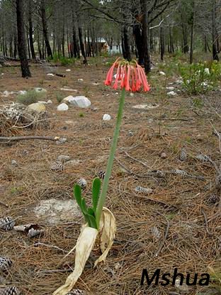 ������С Cyrtanthus carneus2.jpg