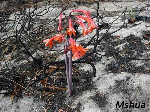 Cyrtanthus ventricosus.jpg