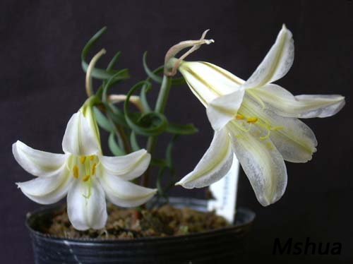 Cyrtanthus clavatus2.jpg