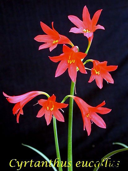 Cyrtanthus eucallus.jpg