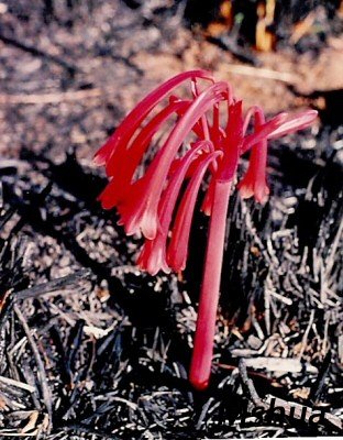 Cyrtanthus tuckii.jpg