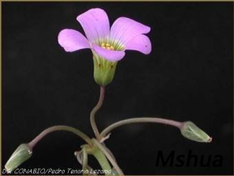 Oxalis jaquiniana.jpg