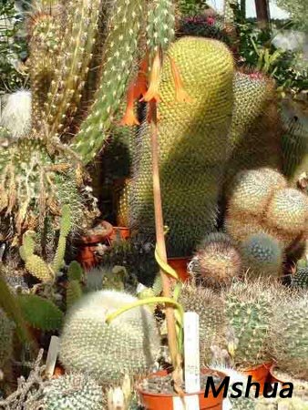 Cyrtanthus spiralis2.jpg