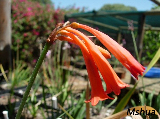 Cyrtanthus obrienii.jpg