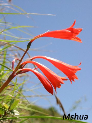 Cyrtanthus macmasteri.jpg