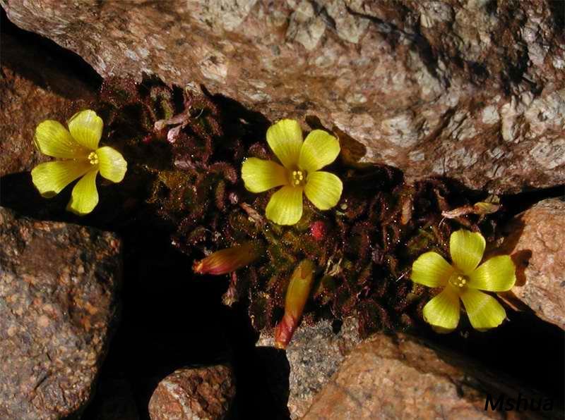 Oxalis hypsophila.jpg