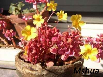 Oxalis siliquosa.jpg