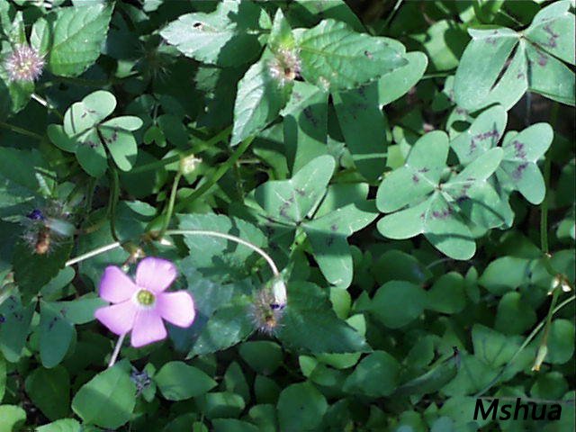 Oxalis drummondii2.jpg