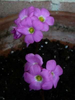 Oxalis nelsonii.jpg
