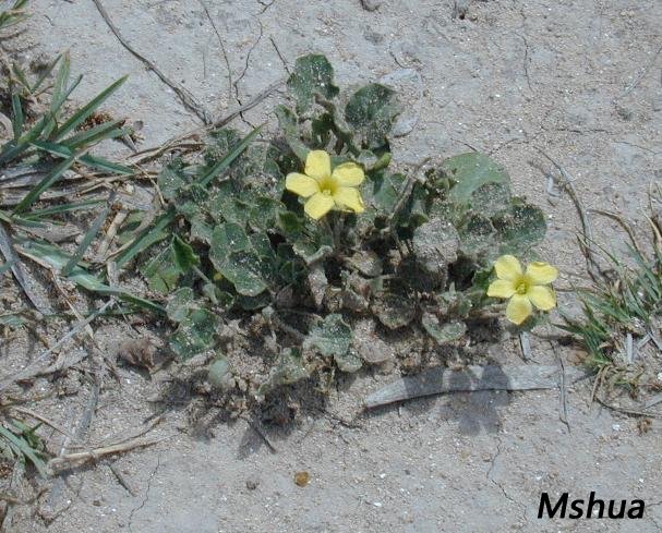 Oxalis dichondrifolia.jpg