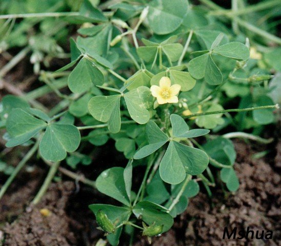 Oxalis europaea.jpg