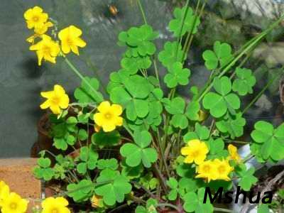 Oxalis valdevensis.jpg