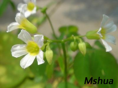 Oxalis barrelieri.jpg