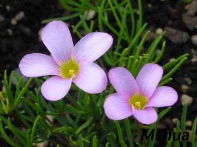 Oxalis polyphylla.jpg