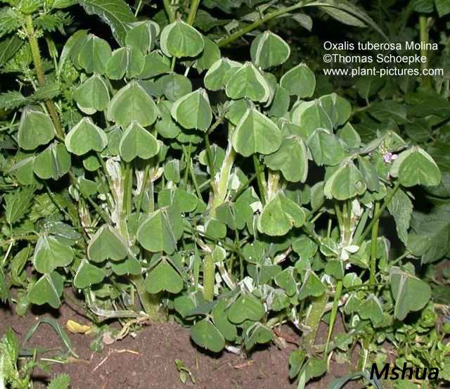 Oxalis tuberosa.jpg
