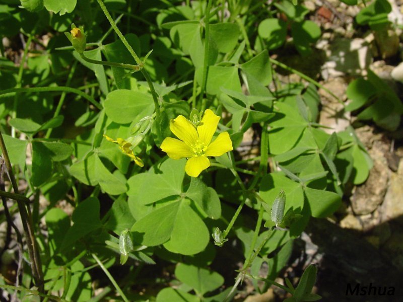 Oxalis albicans.jpg