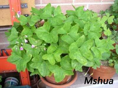 Oxalis occidentalis.jpg