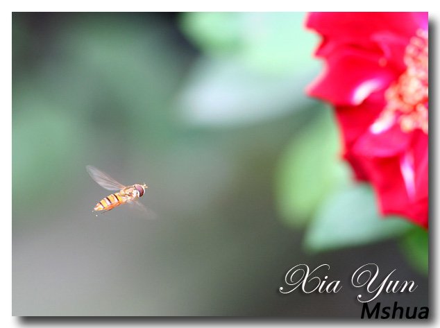 IMG_8742 ����.jpg