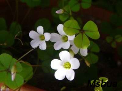 Oxalis orbicularis.jpg