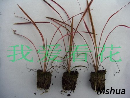 cordyline australis southern splendour(070925)01.jpg