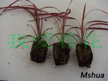 cordyline australis sunris(070925)02.jpg