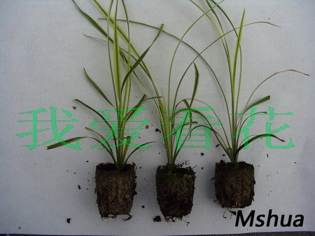 cordyline autralis dazzler(070925)01.jpg