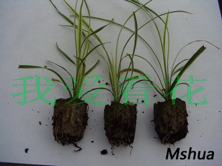 cordyline autralis dazzler(070925)02.jpg