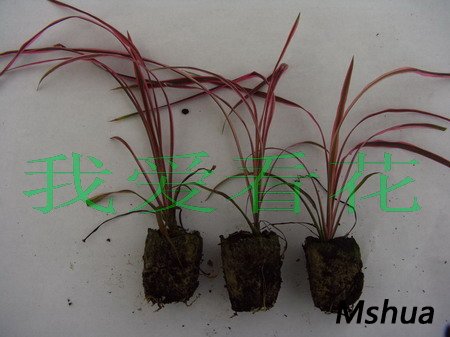 cordyline australis sunris(070925)01.jpg