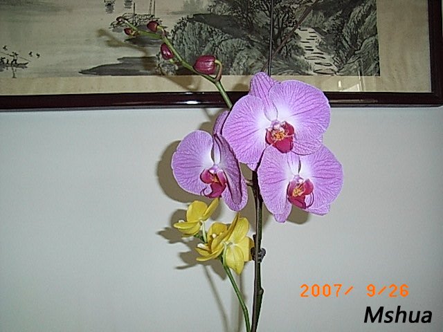 ������,��25,��33