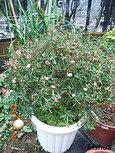 ����÷25,����Ƿ����.