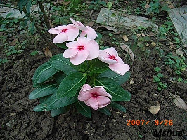 һ����25Ѩλ,25Ԫ,�����˷�.