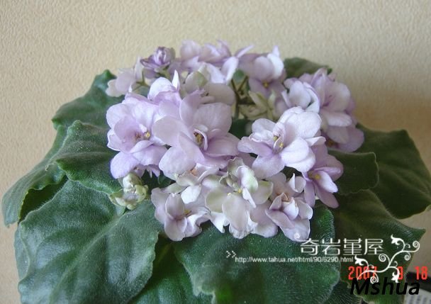 �����泤��