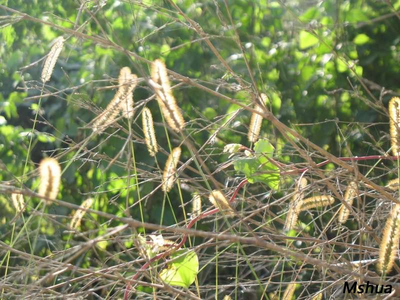 ��̫�������˽�ɫ