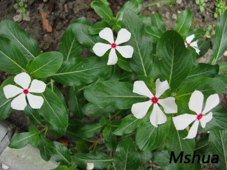 ����һ�ţ���Ȼ���ֵ����մ�Զ�������ݽ��ֵ�����Ư����