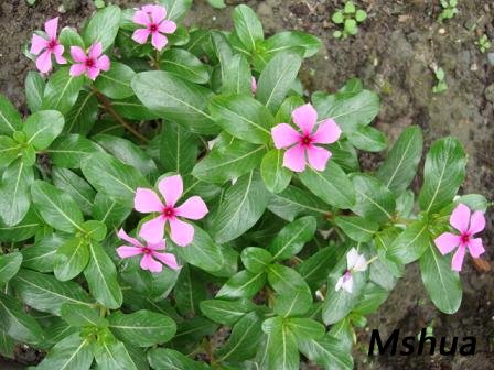 �ۺ�ɫ�����մ����ڿ��ˣ����֡����硢ʩ��....ʵ����̫���ࡣ