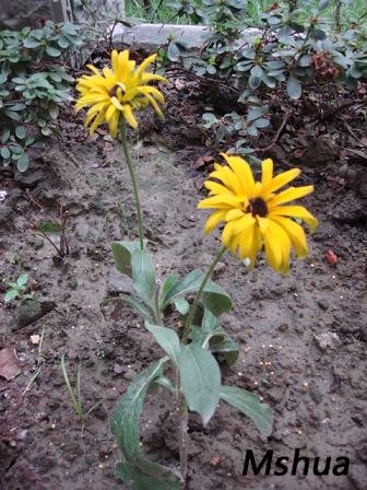 ����С�ƻ�������һ�����£���û���˳���ʷ��̨����˼��