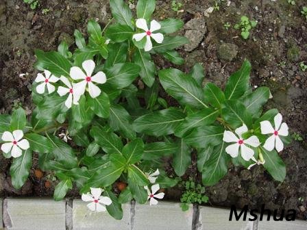 ���۰�ɫ���մ���ÿ������������඼ֵ�á�