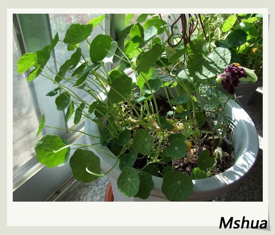 ������С DSCF0024a.jpg