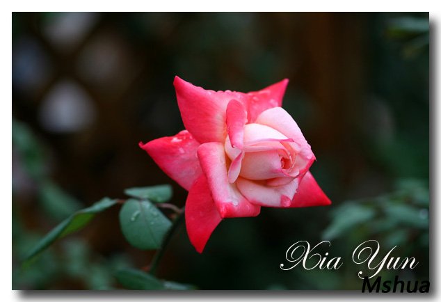 IMG_1195 ����.jpg